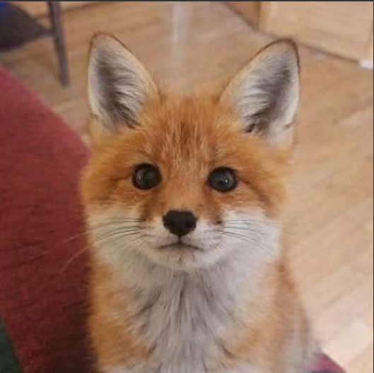 Dr. fox 头像